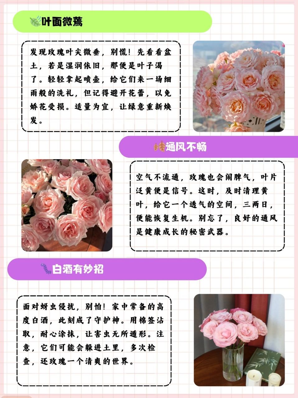 玫瑰花的样子介绍图片