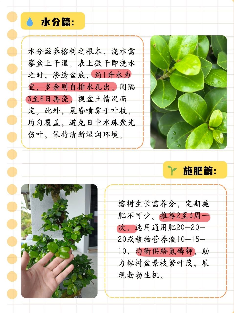 4个方面养护榕树盆景 榕树盆景以