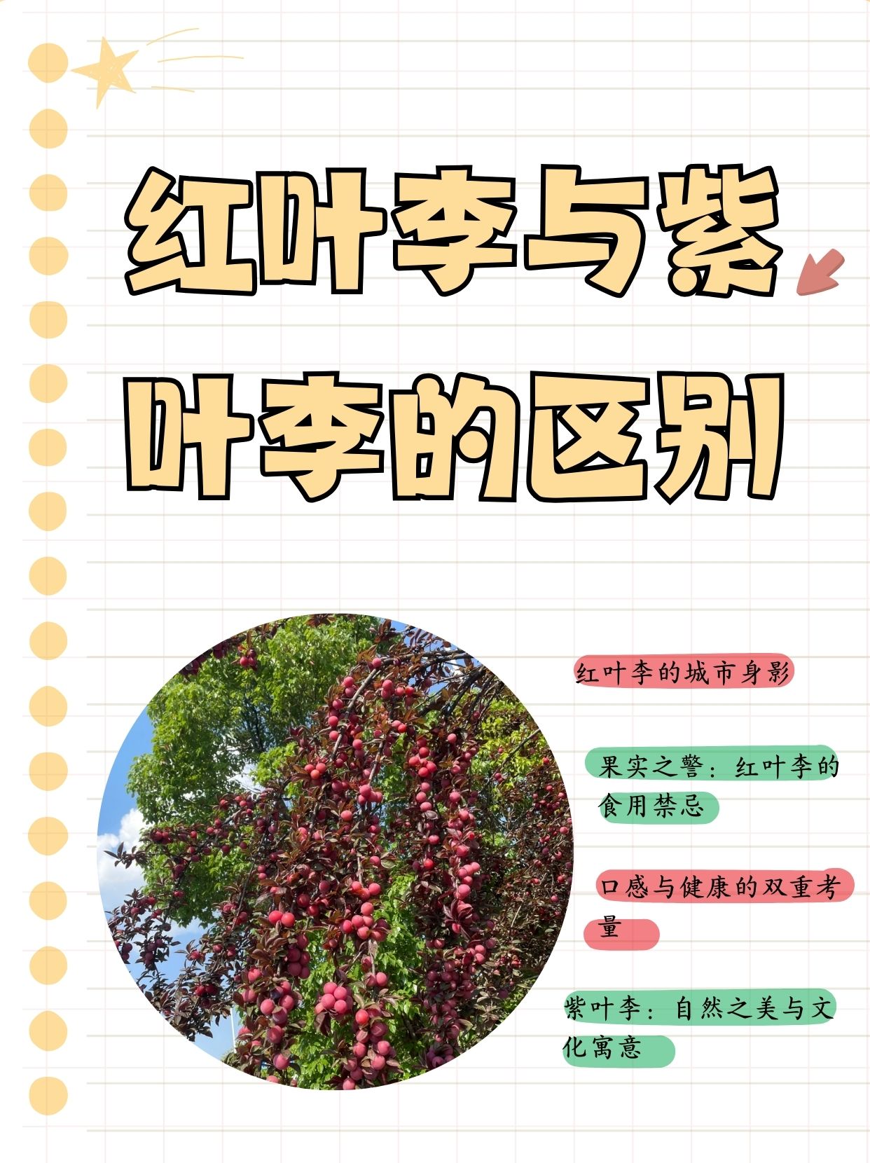 红叶绿植名字及图片图片