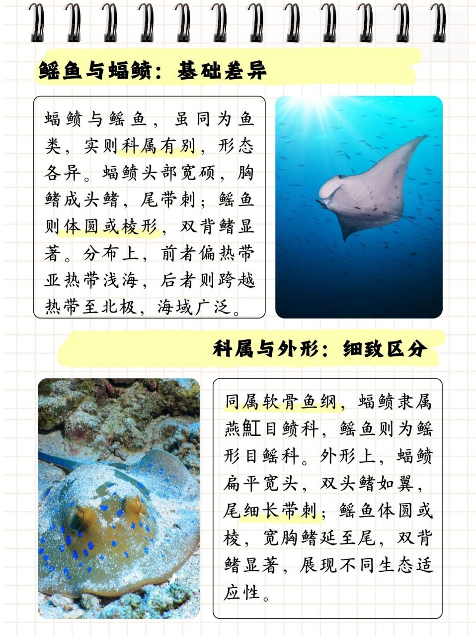 蝠鲼和鳐鱼的区别  朋友看蝠鲼和鳐鱼很像,问我蝠鲼和鳐鱼有什么区别