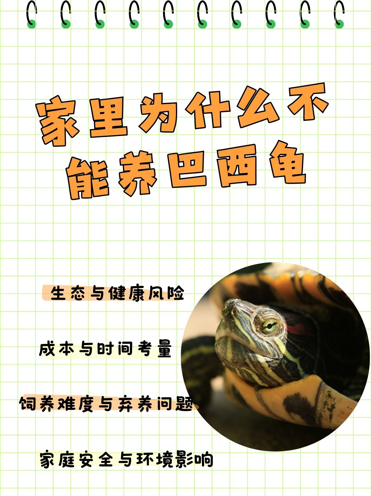 巴西龟为什么不吃东西怎么办