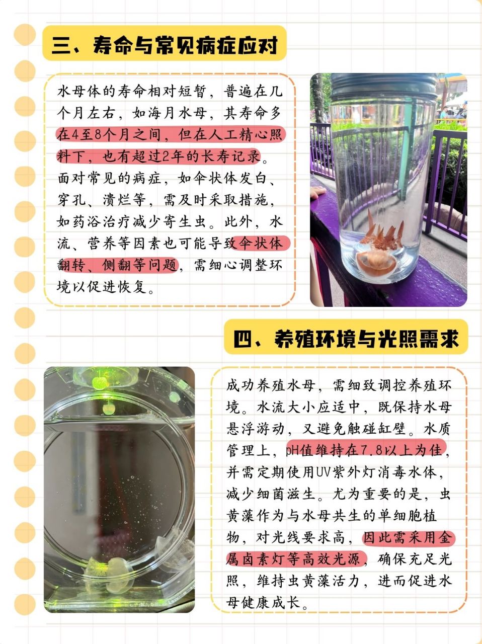 水母能活多久  带儿子去动物园玩的时候拿回来一只,问了老师这种体型