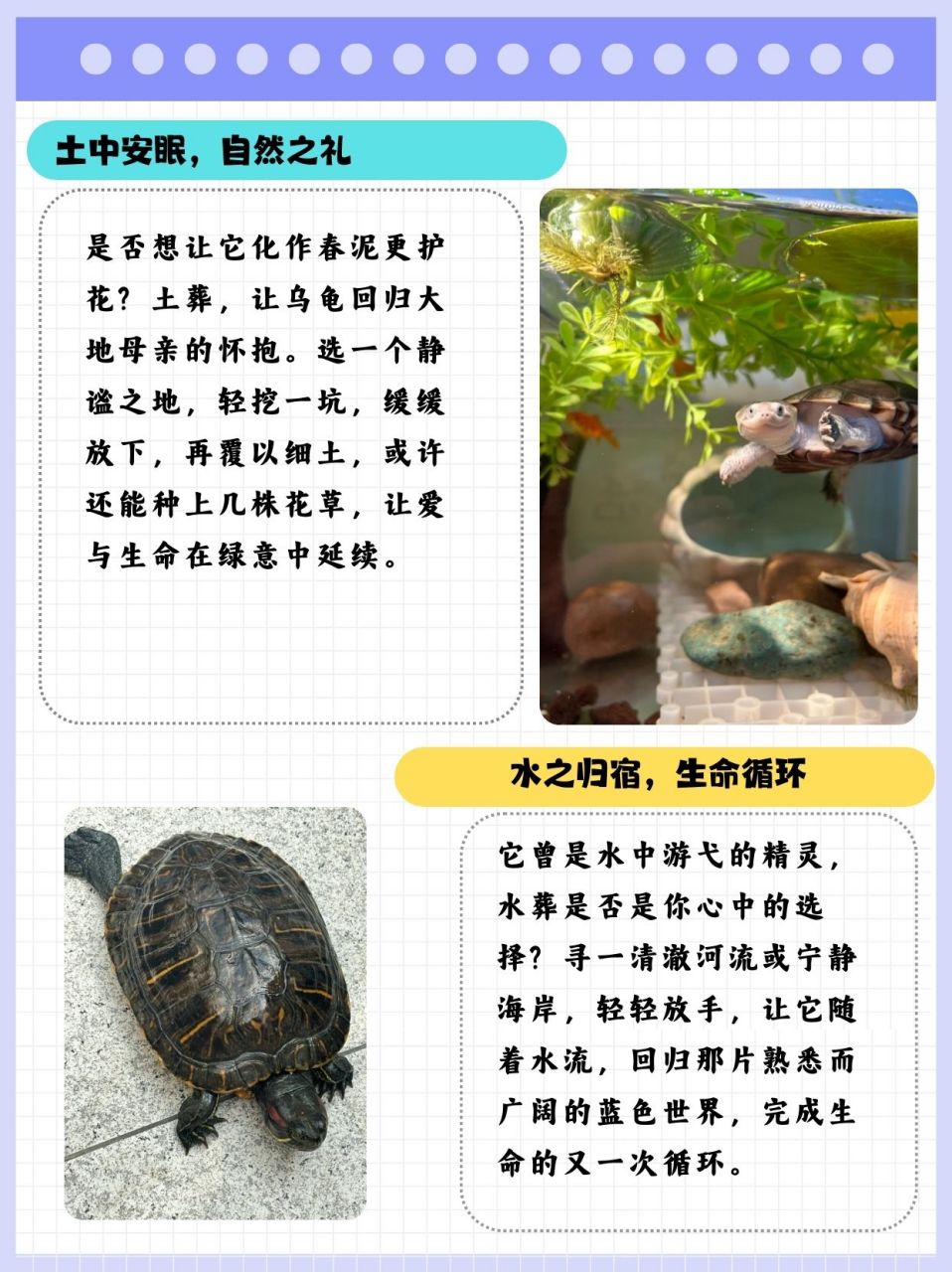乌龟死亡的最佳处理方法 当您的乌龟不幸去世时,您可以选择以下几种
