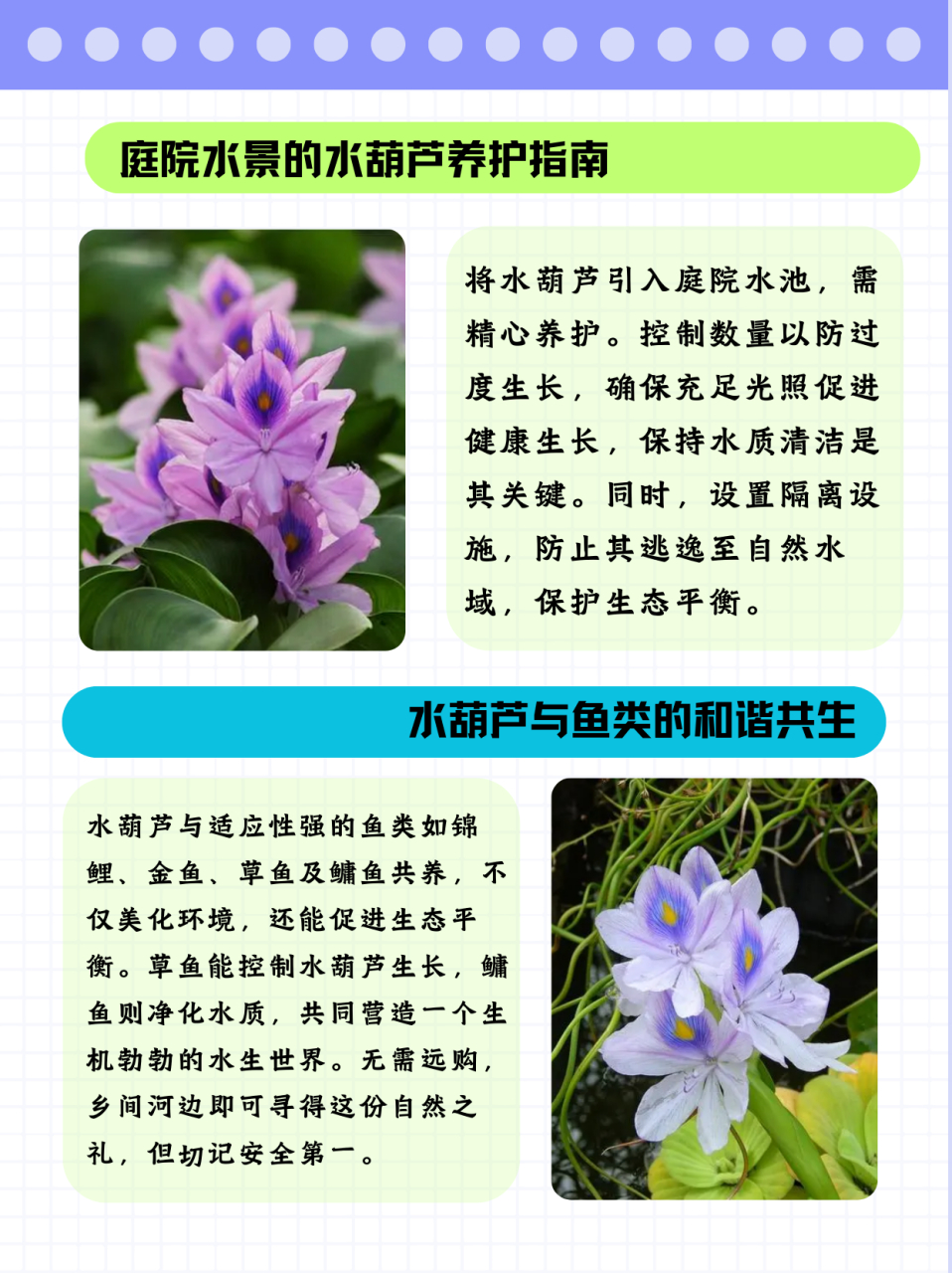 水葫芦开花 寓意图片