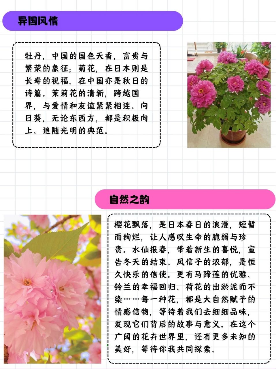 世界名花排名图片