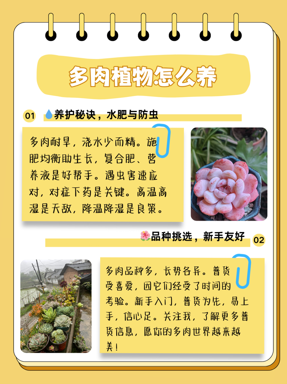 多肉植物怎么养  闺蜜去年养的多肉没活,问我多肉植物怎么养,我整理了