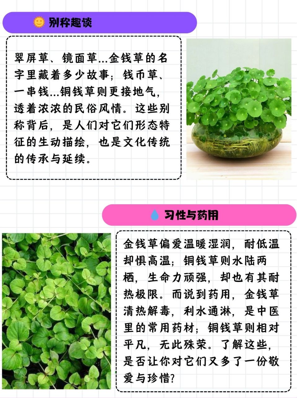 铜钱草的介绍图片