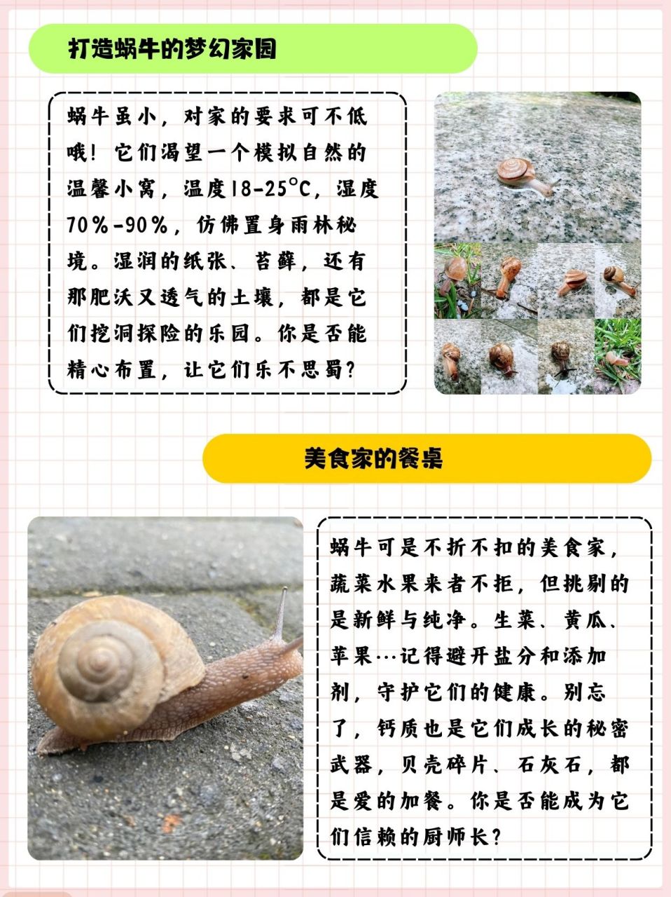 捡来的小蜗牛能养几天  女儿在路上捡到了一只小蜗牛,问我能养几天,我