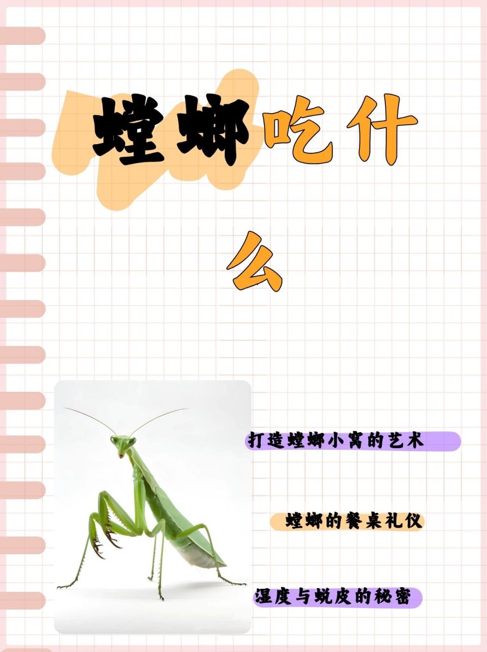螳螂吃什么  今天在花池里抓到了一个小小螳螂,好可爱啊,打算养起来