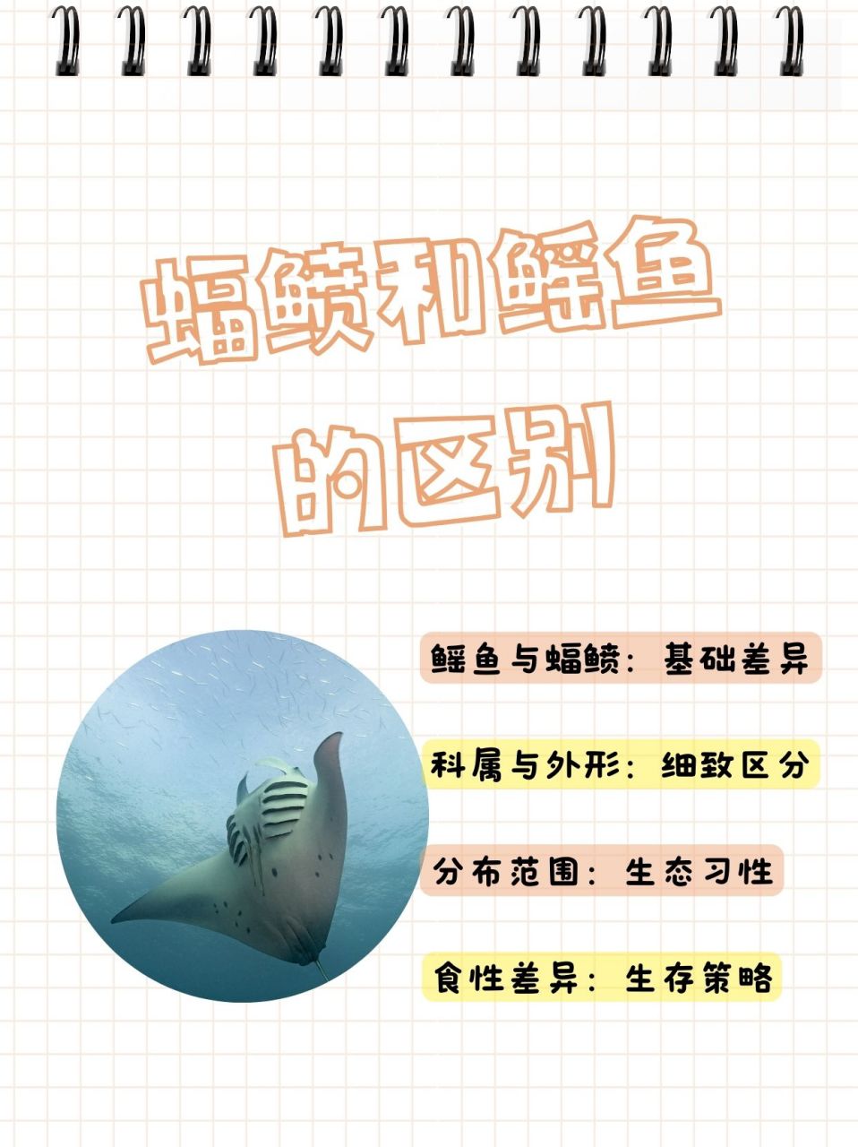 蝠鲼和鳐鱼的区别  朋友看蝠鲼和鳐鱼很像,问我蝠鲼和鳐鱼有什么区别