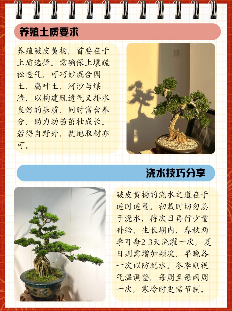 黄杨盆景养殖方法和注意事项  爸爸最爱黄杨盆景了