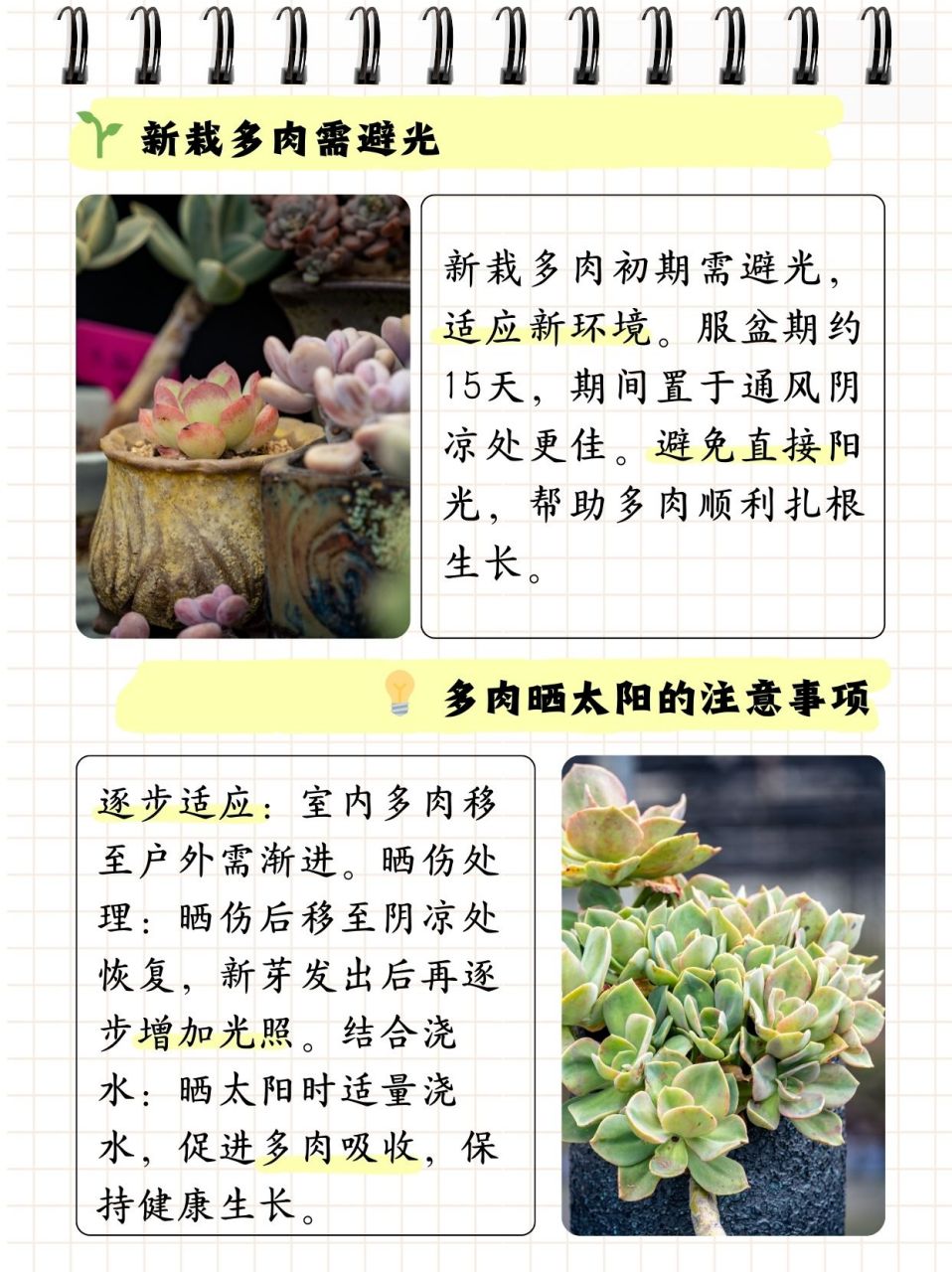 夏天多肉放在什么地方合适  表妹养了一盆多肉,问我夏天多肉放在什么