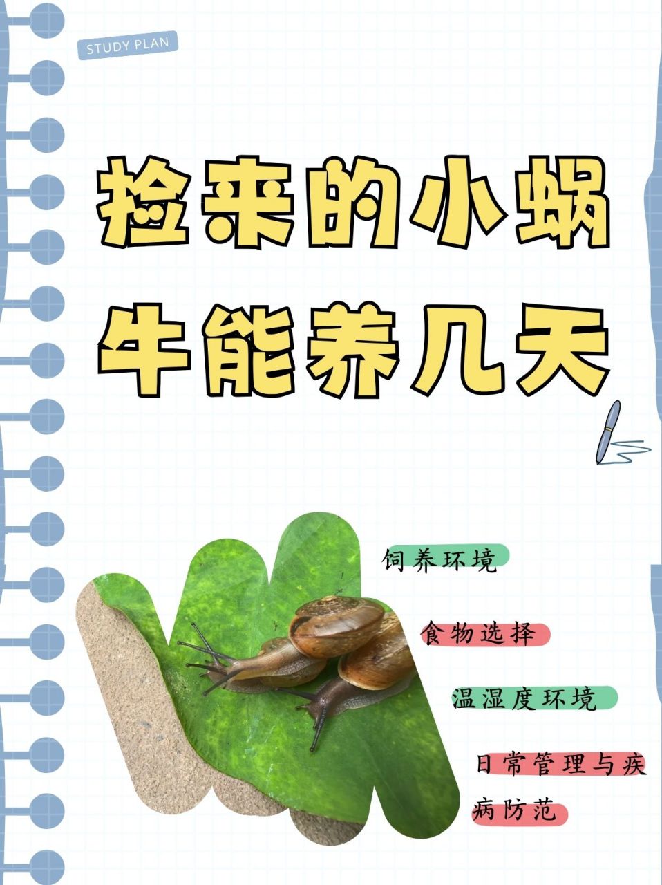 蜗牛图片制作方法图片