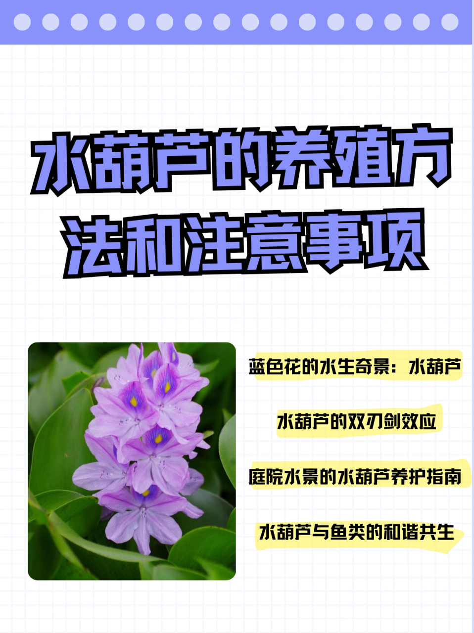 以前老家有很多这个,水葫芦的养殖方法要营养水质,充足光照,合适味热