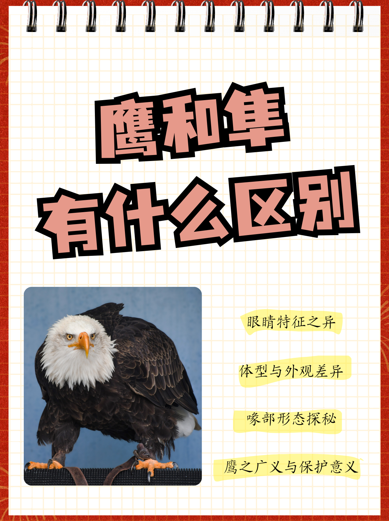 hawk和eagle的区别图片