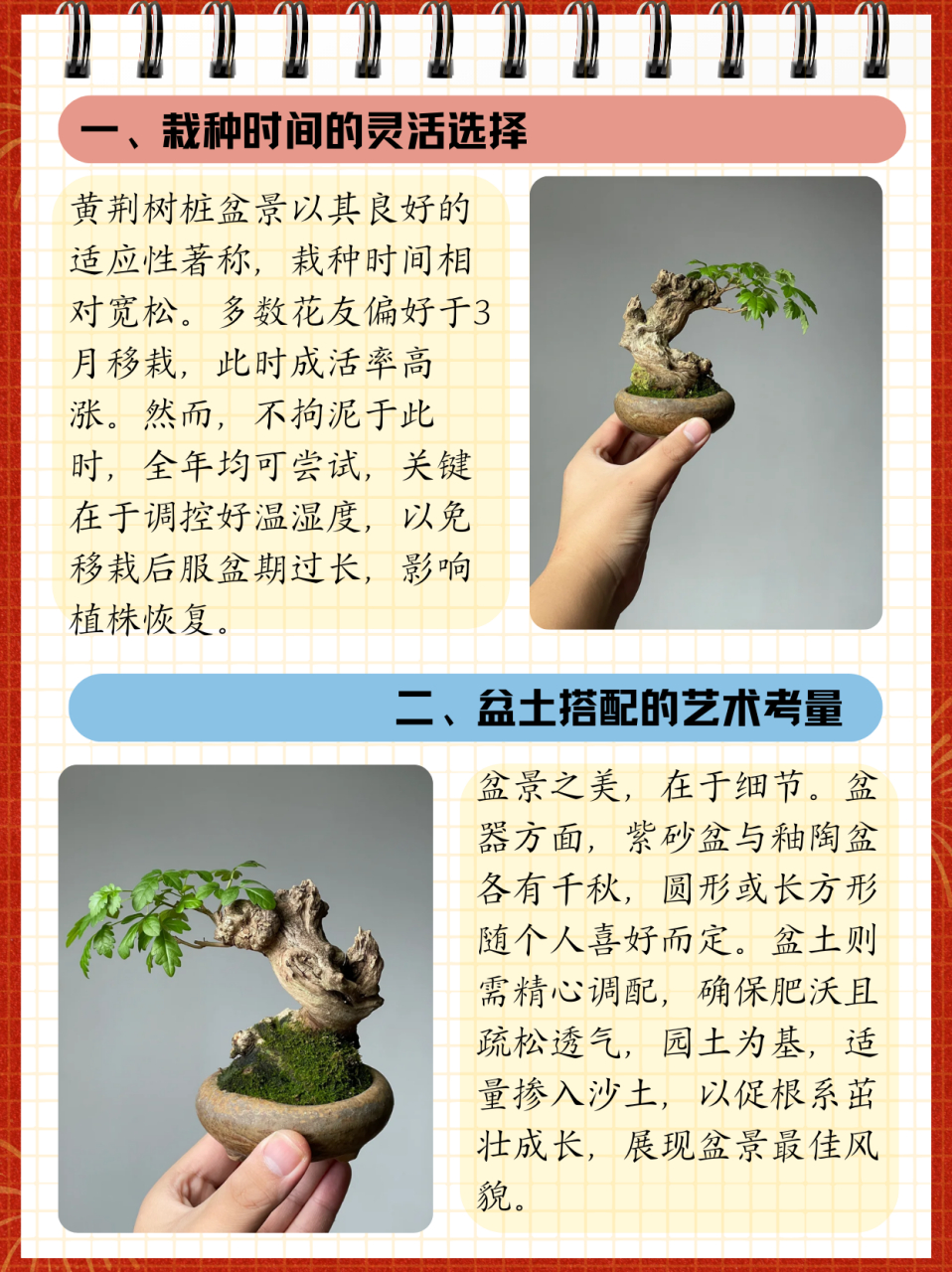 黄荆树桩盆景怎样栽种  看到我爸爸在准备栽种前选了一个大小适合的