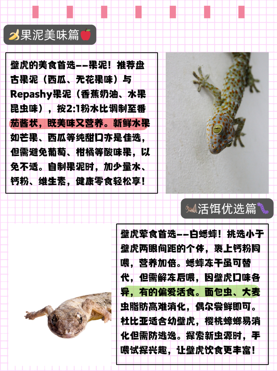 壁虎吃什么食物  壁虎可以吃什么 壁虎的主要食物是果泥和白蟋蟀 94