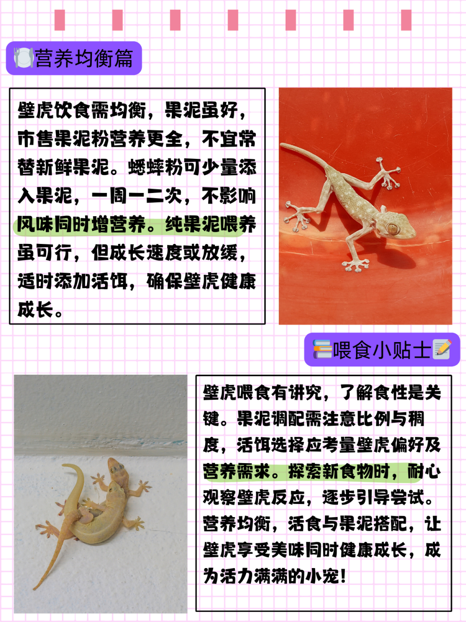 壁虎吃什么食物  壁虎可以吃什么 壁虎的主要食物是果泥和白蟋蟀 94