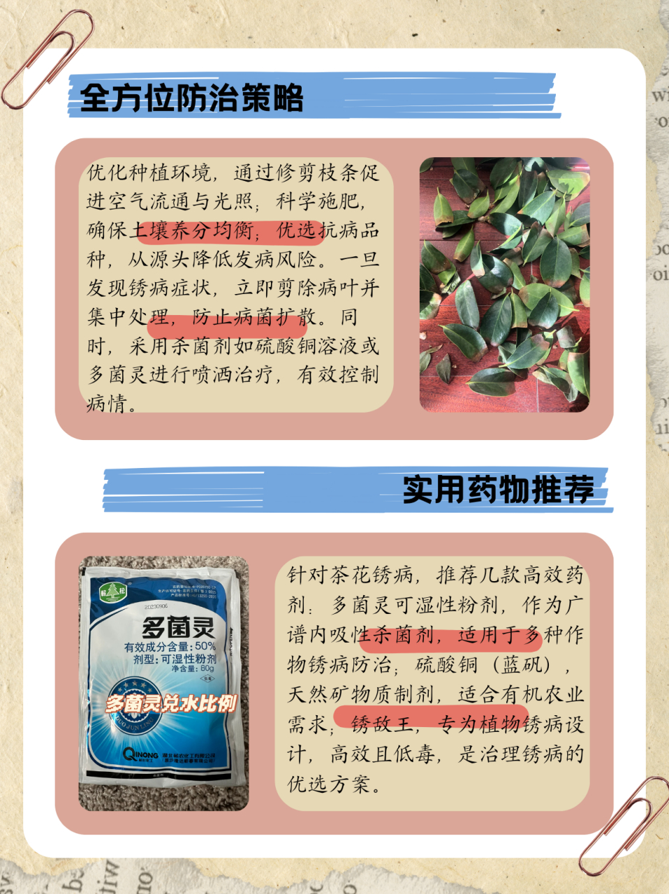 茶花叶子有锈斑怎么治图片