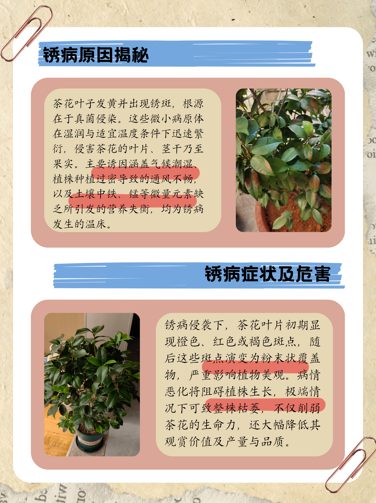 茶花叶子有锈斑怎么治图片