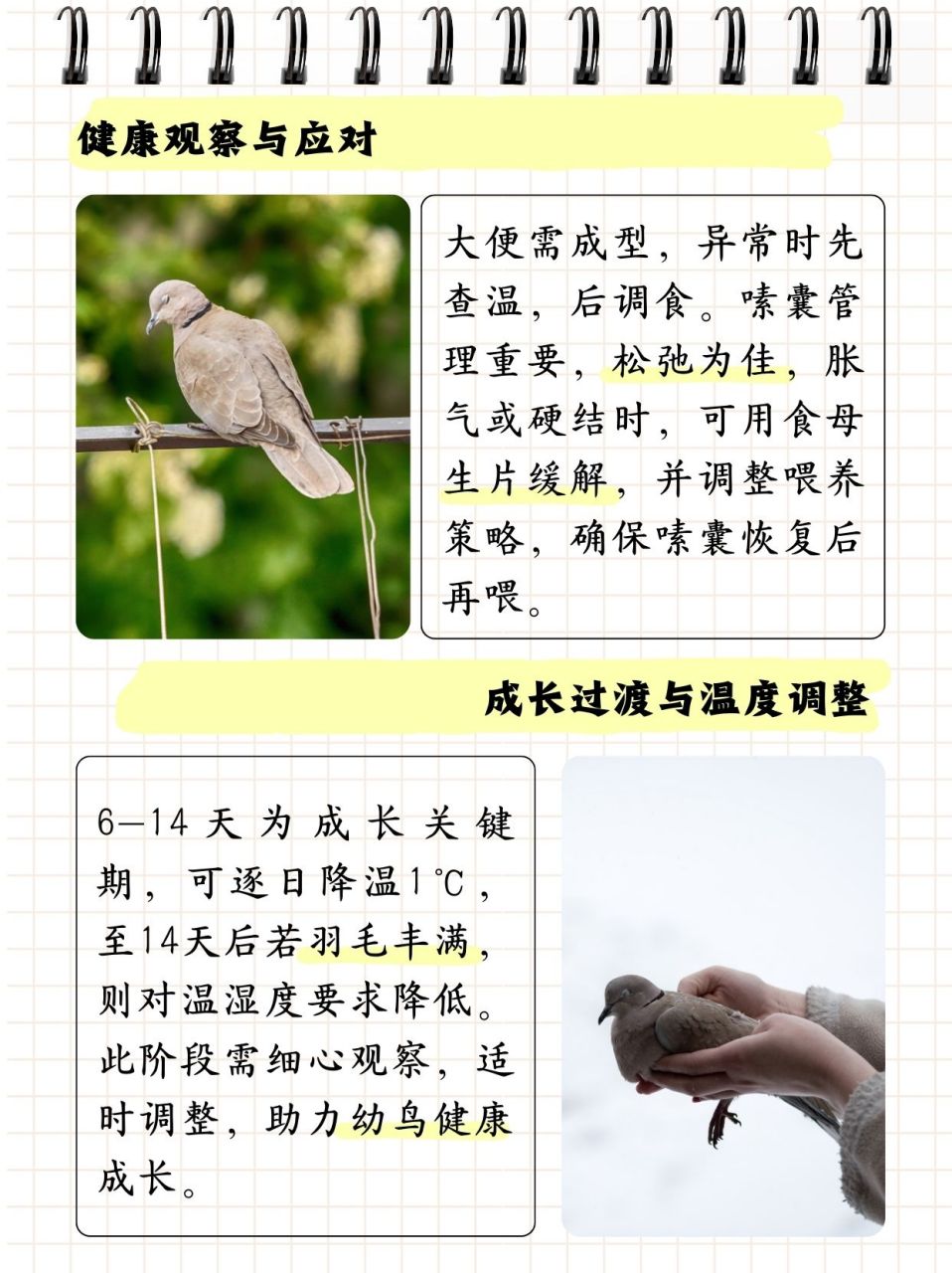 小斑鸠怎么养图片