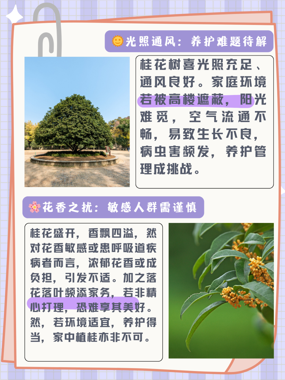 桂木种植方法图片