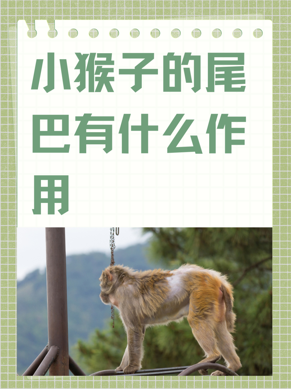 小猴子的尾巴有什么作用  一,猴子的尾巴有什么作用?