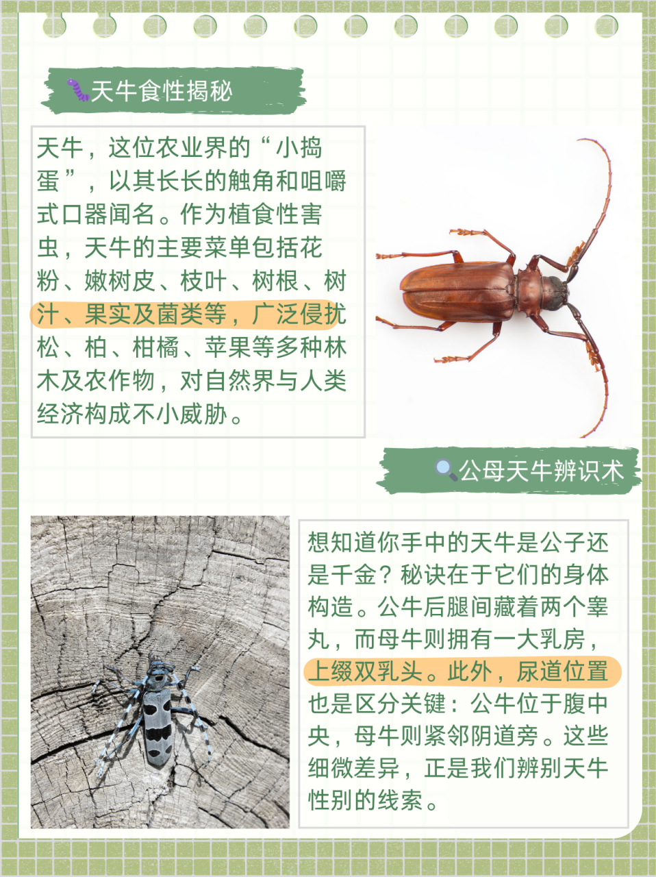 而如此其它的小动物,确实很多人喜欢养的小宠物,那么如果养天牛,你