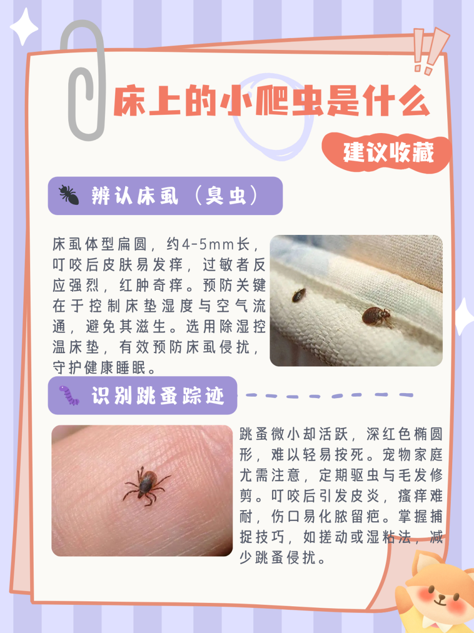 简单辨认是跳蚤还是臭虫? 床虱又称臭虫,体长4-5mm,宽约3mm,厚约0.