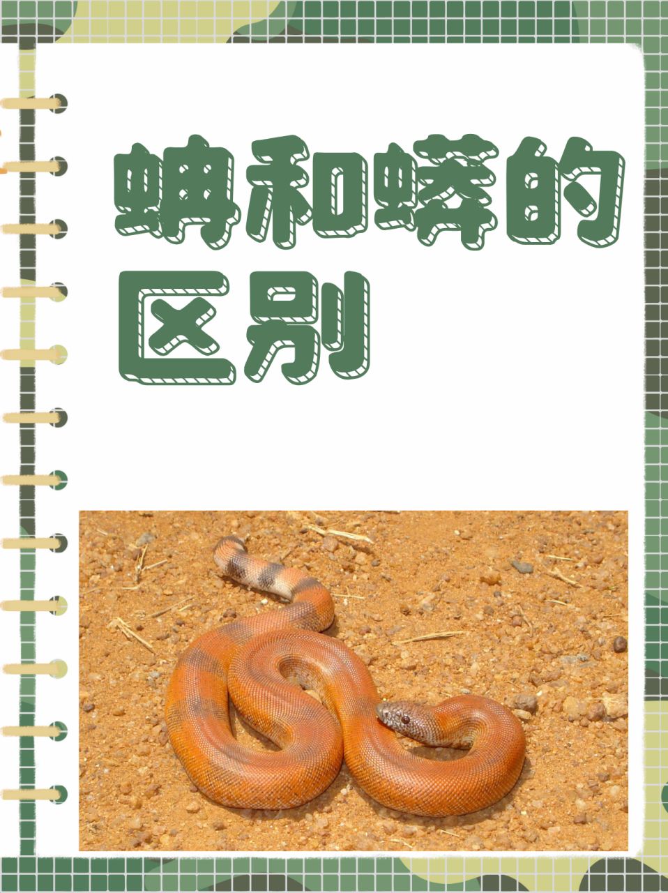 那么蟒和蚺的区别在哪? 蟒和蚺的区别在哪?