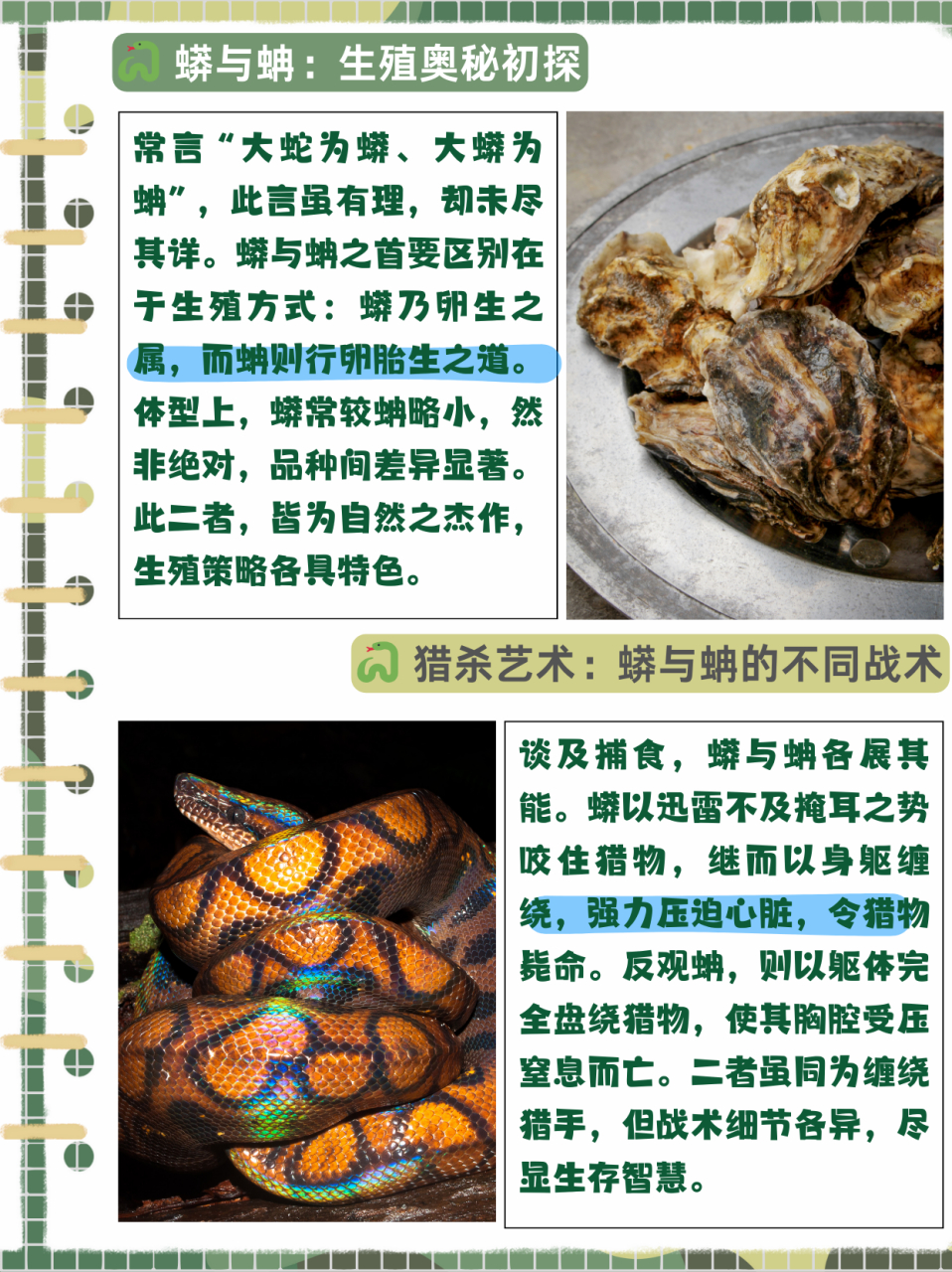 那么蟒和蚺的区别在哪? 蟒和蚺的区别在哪?