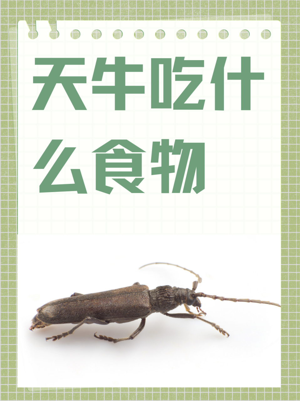 而如此其它的小动物,确实很多人喜欢养的小宠物,那么如果养天牛,你