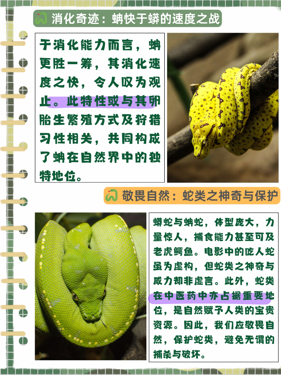 那么蟒和蚺的区别在哪? 蟒和蚺的区别在哪?