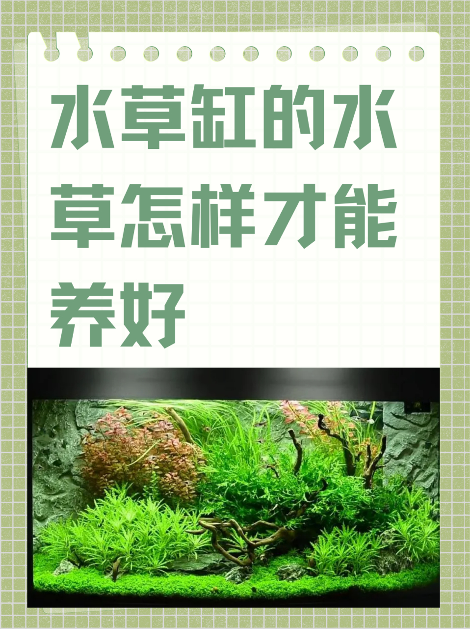 底滤鱼缸怎样种植水草图片