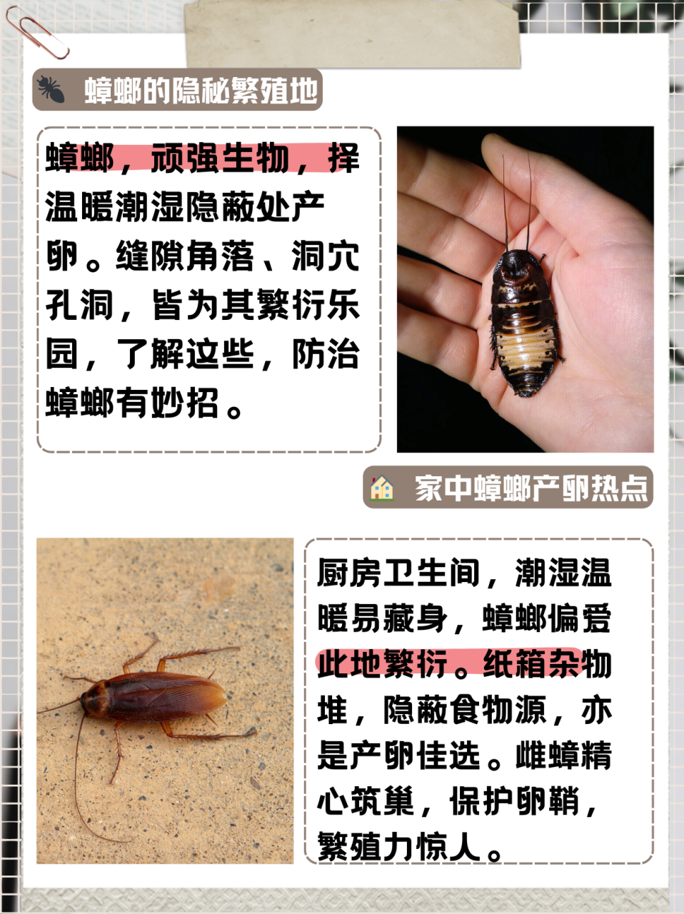 蟑螂一般把卵产在哪里  蟑螂,这种常见的小型昆虫,以其顽强的生命力和