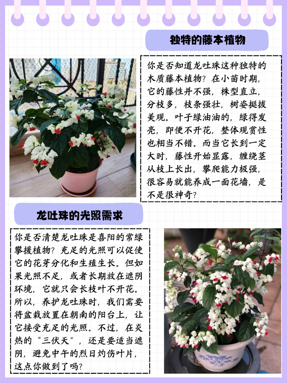 龙吐珠花的养殖方法和注意事项  龙吐珠是一种比较独特的木质藤本植物