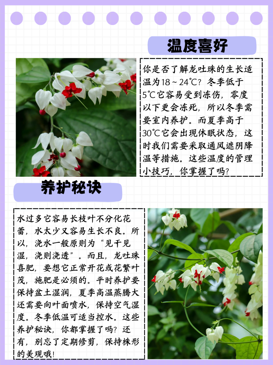 龙吐珠花有毒吗图片