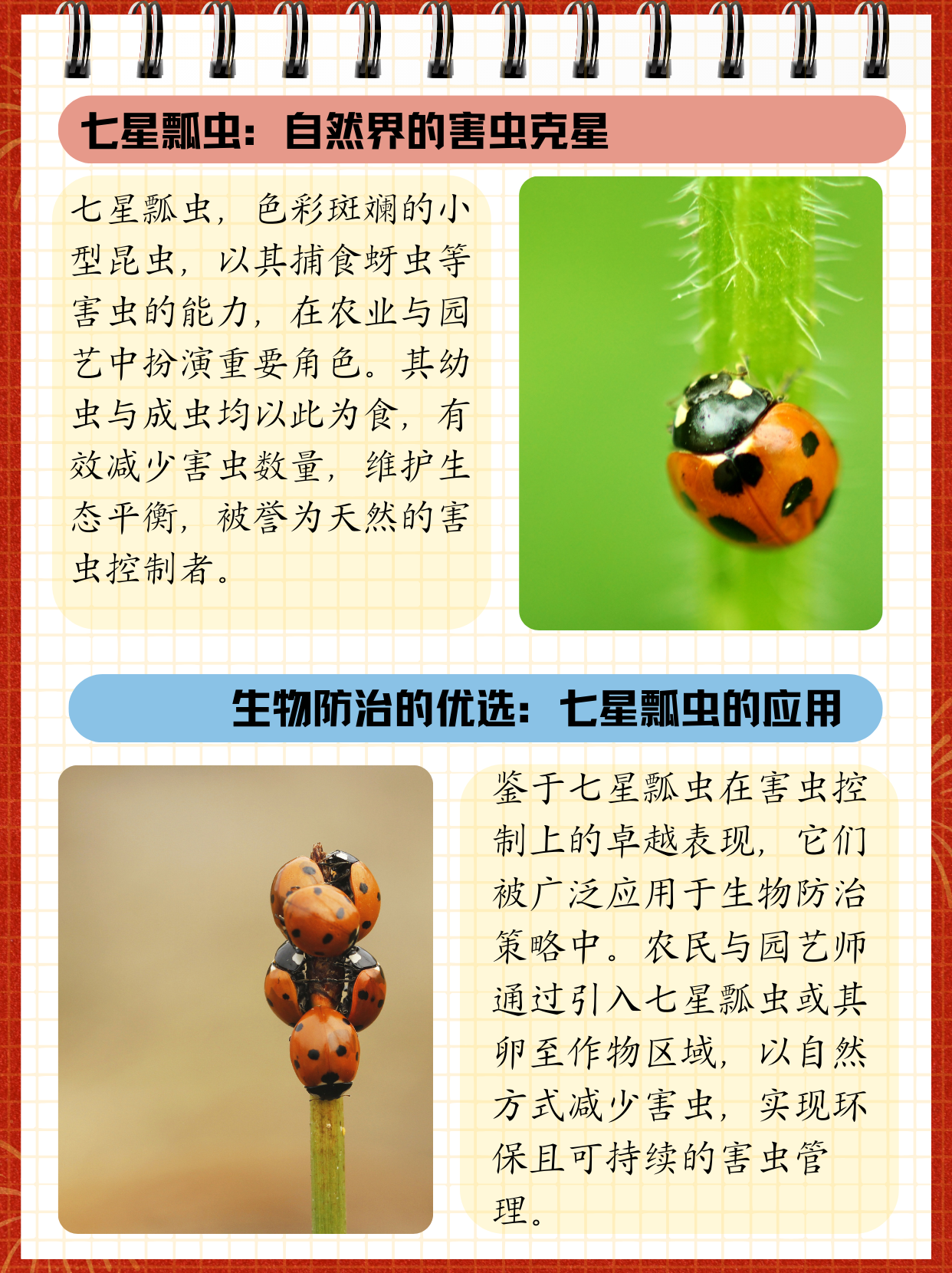 孩子在电视看到七星瓢虫,问我七星瓢虫吃什么,我整理