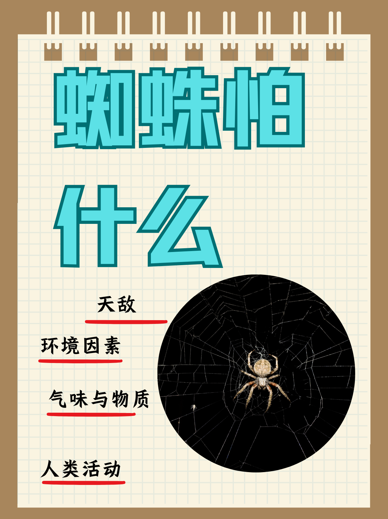 蜘蛛查询=蜘蛛查询工具