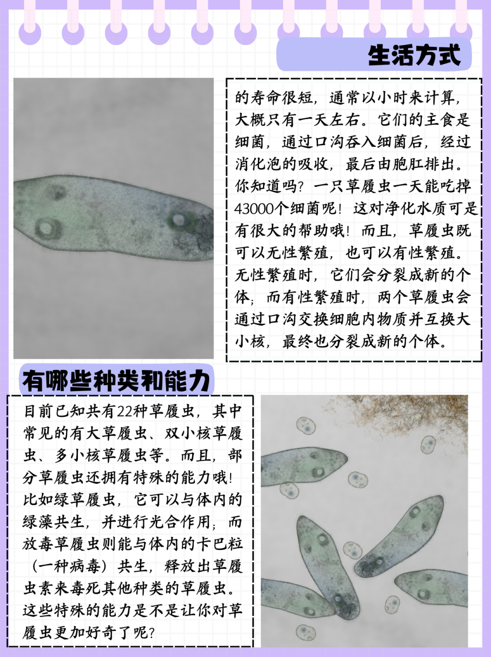 草履虫是一种原生动物,属于纤毛纲膜口目,为雌雄同体03的单细胞