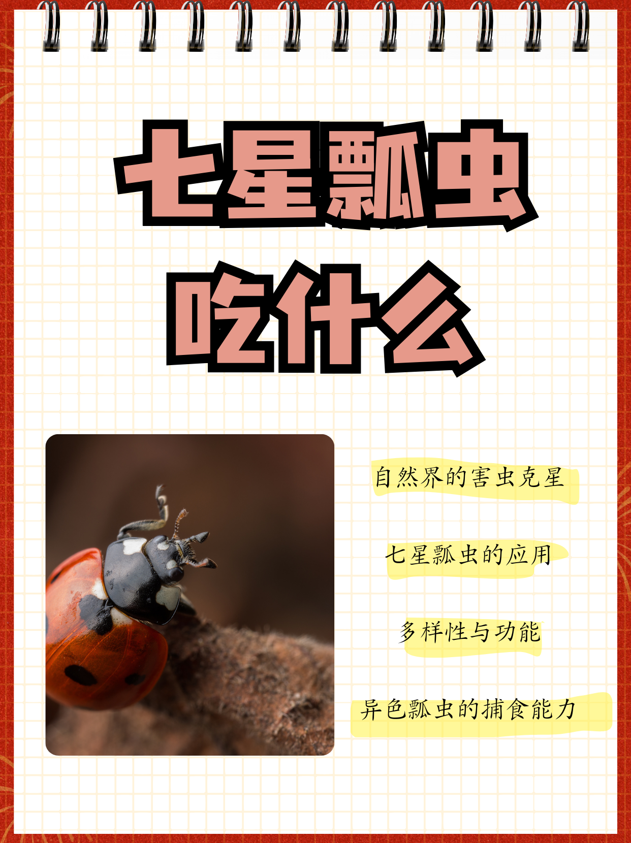 孩子在电视看到七星瓢虫,问我七星瓢虫吃什么,我整理