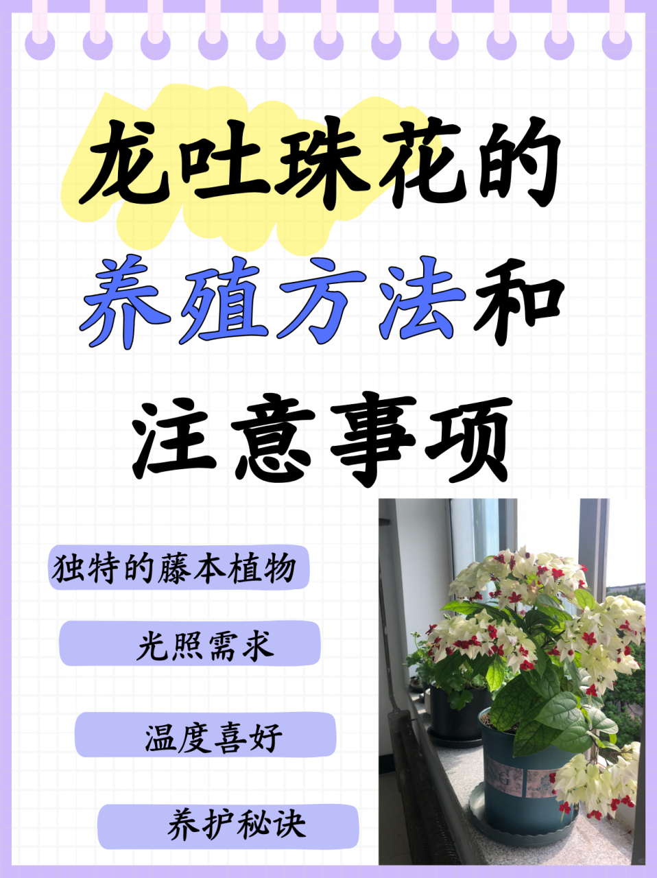 龙吐珠花有毒吗图片