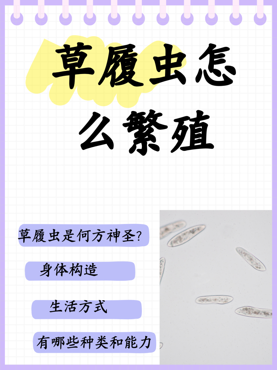 草履虫是一种原生动物,属于纤毛纲膜口目,为雌雄同体03的单细胞
