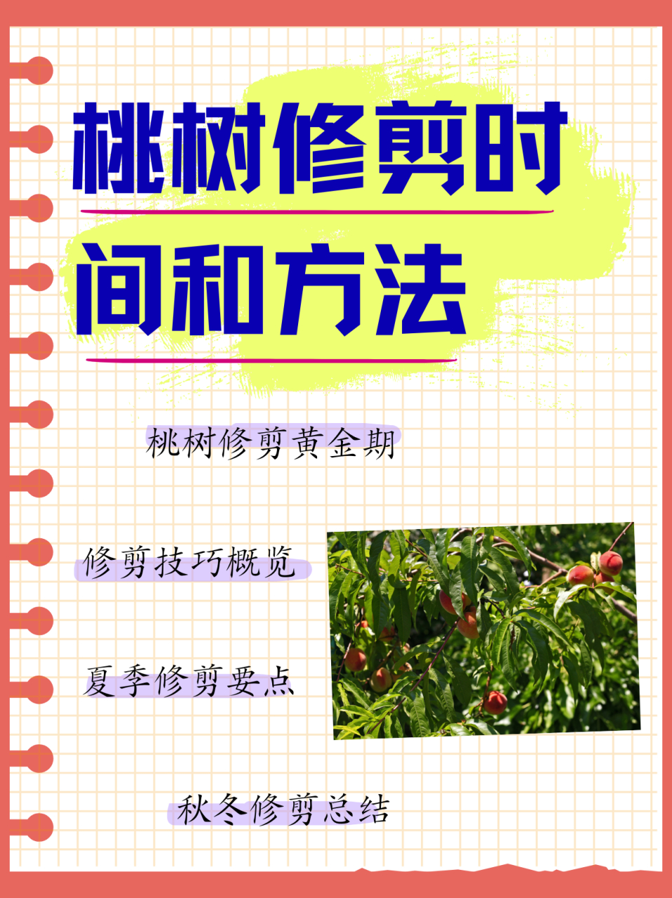 桃树的修剪,实际上就是主枝的修剪.