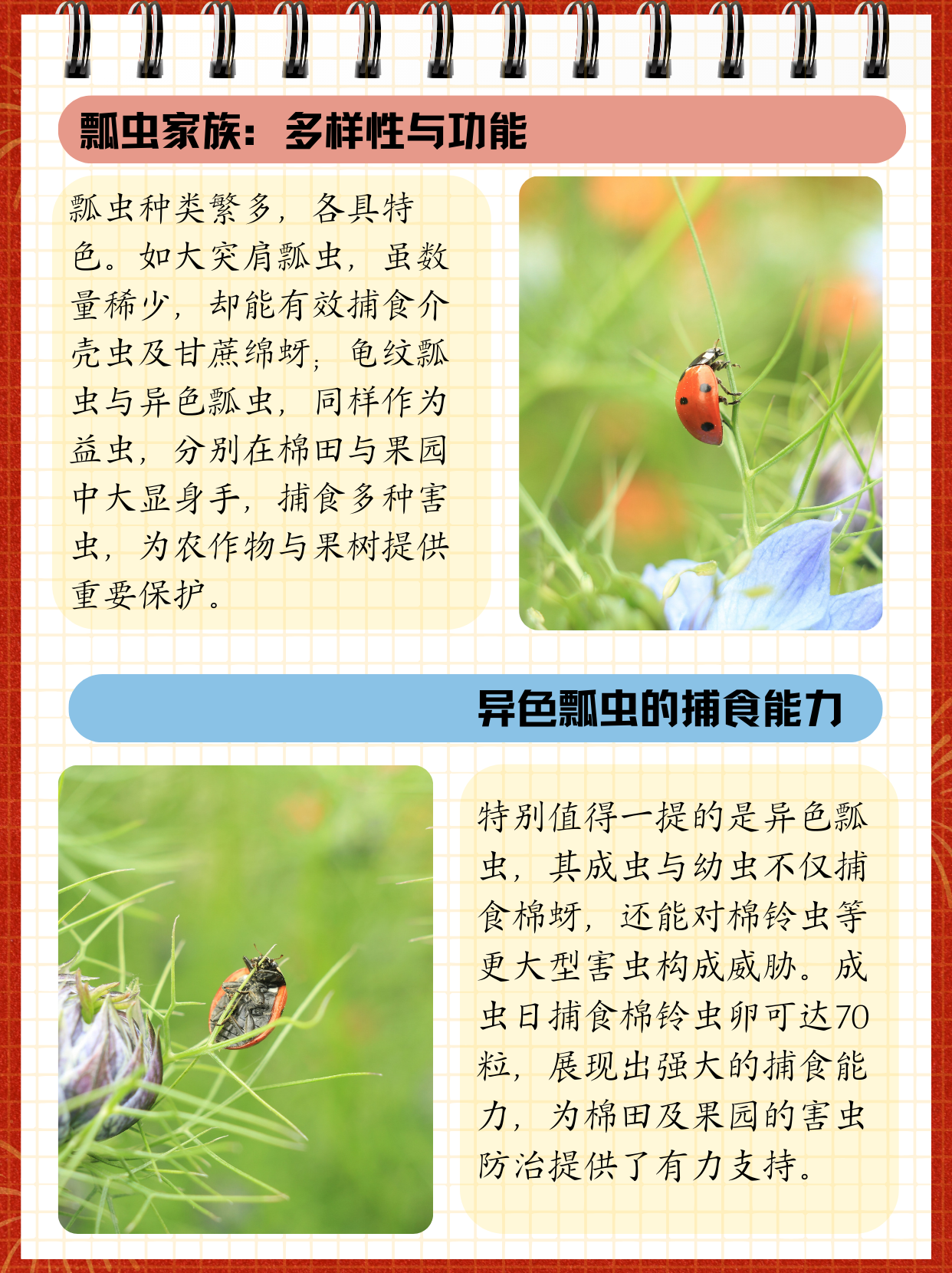 孩子在电视看到七星瓢虫,问我七星瓢虫吃什么,我整理
