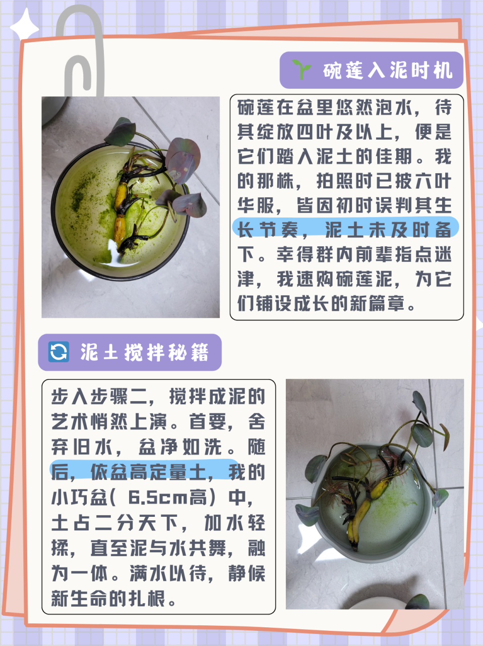 碗莲什么时候入泥最好  碗莲在盆里泡水,长出4片叶子及以上就可以入泥