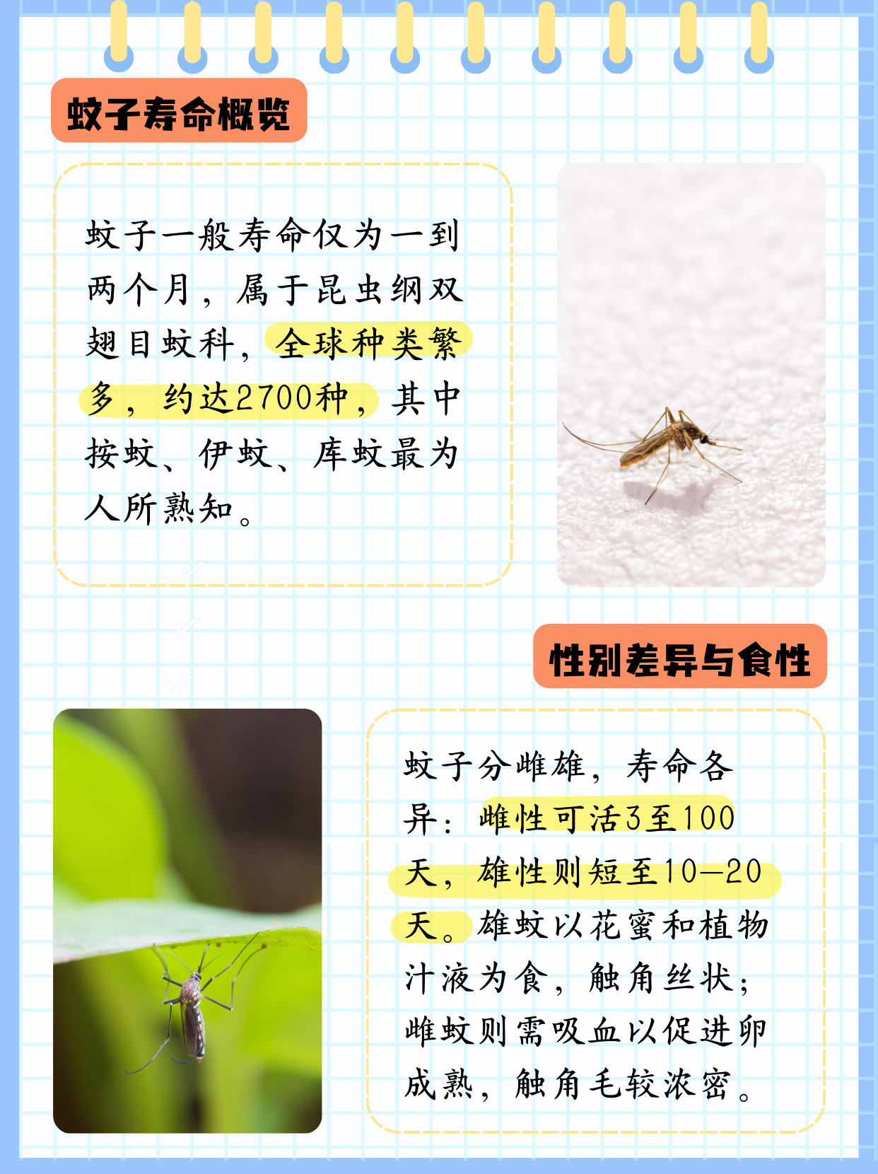 蚊子为什么会咬人课件为什么在线