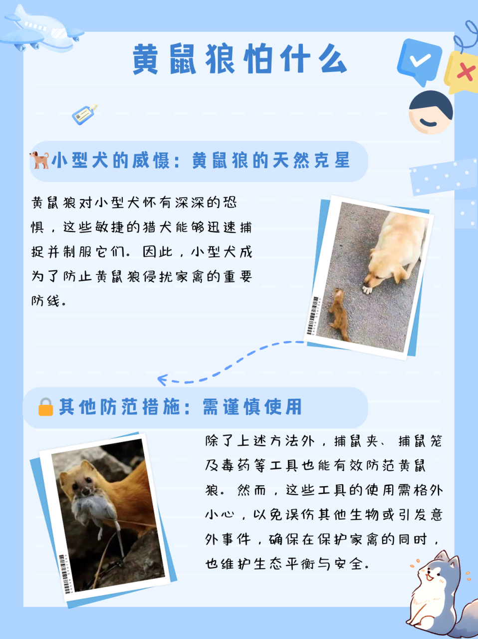 黄鼠狼怕什么  黄鼠狼怕什么?