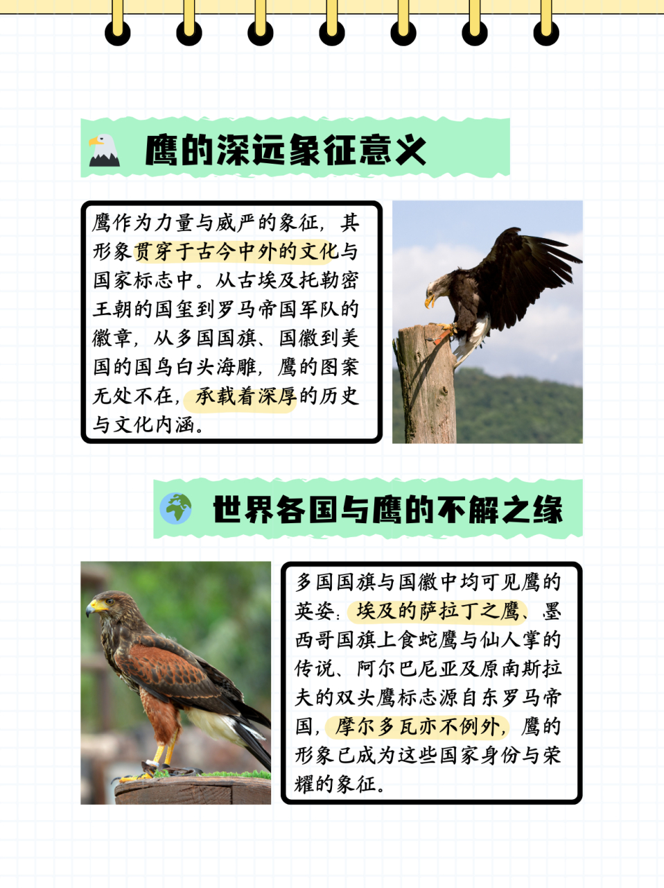 鹰和隼有什么区别  隼和鹰的主要区别在于眼睛,翅膀,脸部花纹和爪子.