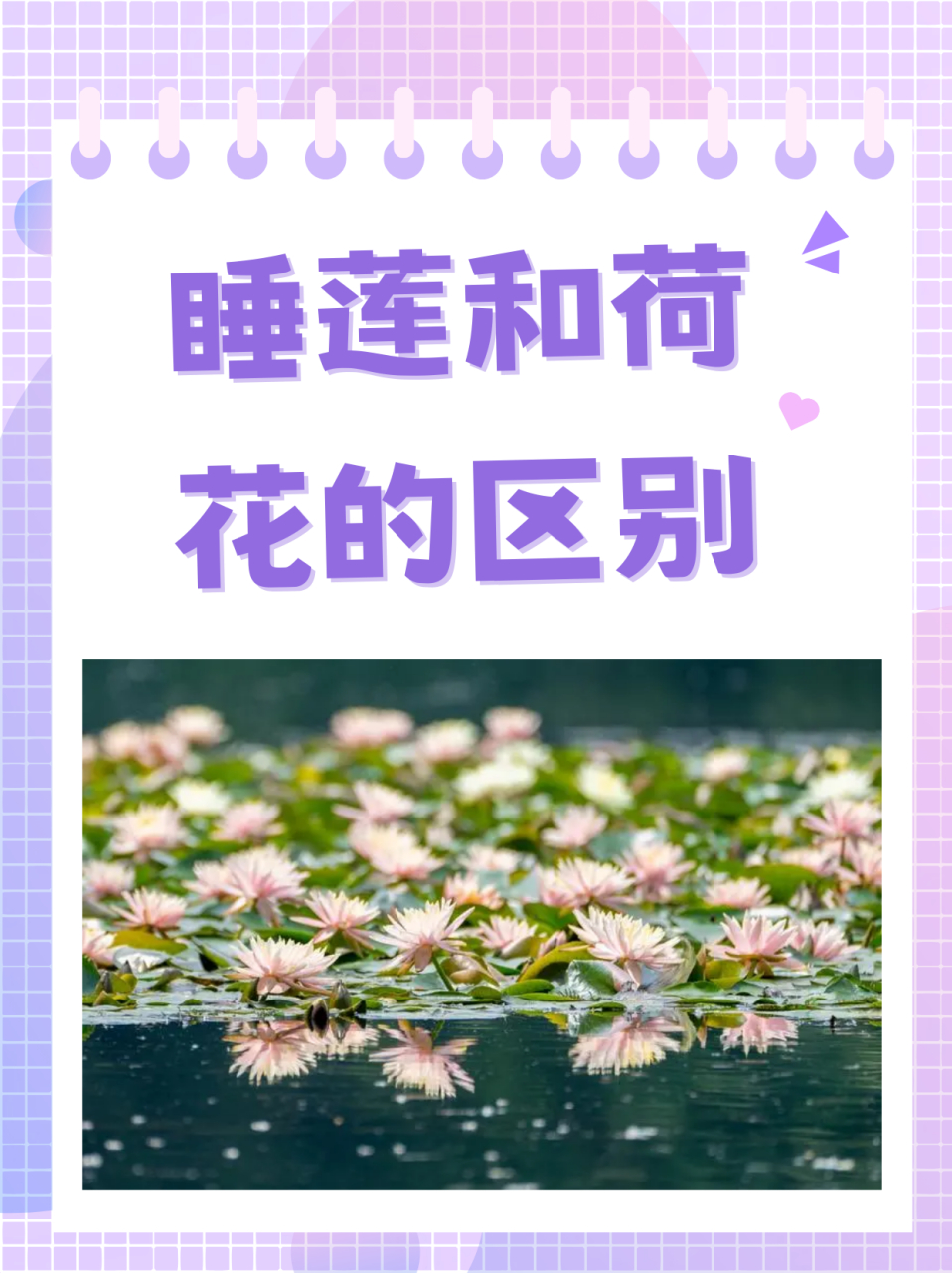 睡莲和荷花的区别  夏日炎炎又是到了看荷花的季节,所谓荷花睡莲你